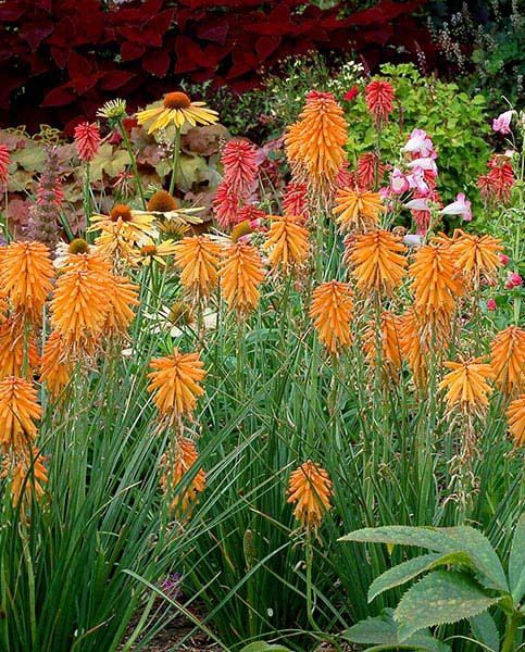 kniphofia