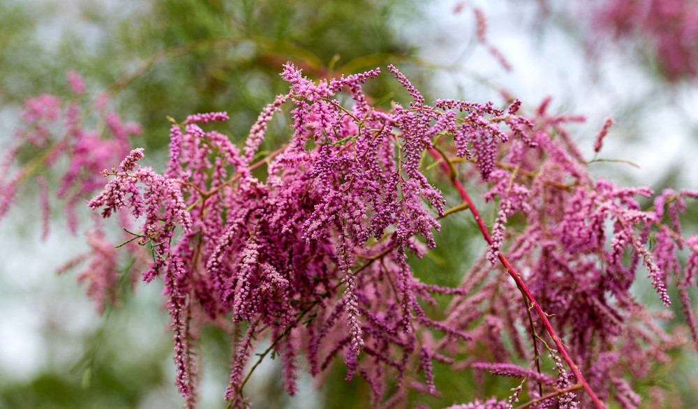 tamarix