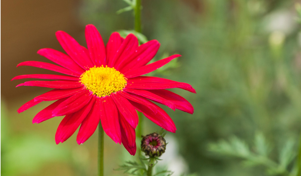 tanacetum