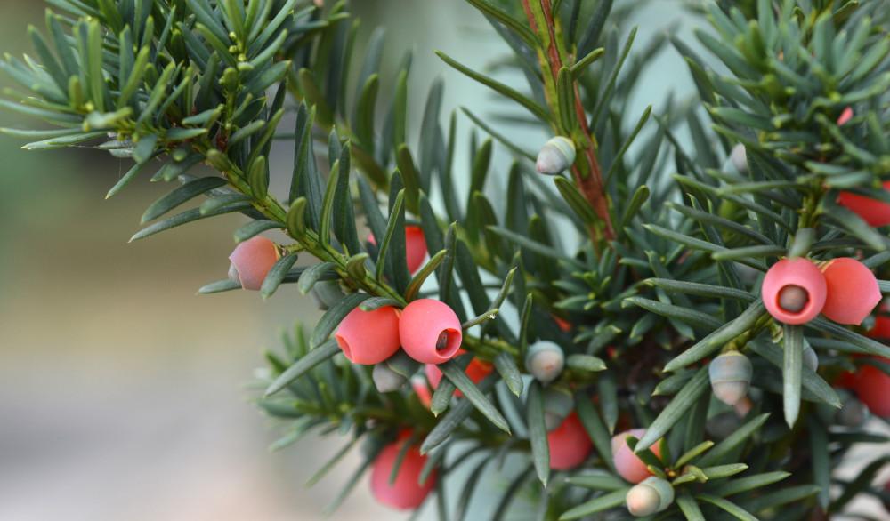 taxus