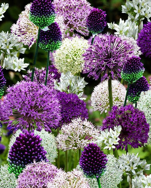 alliums