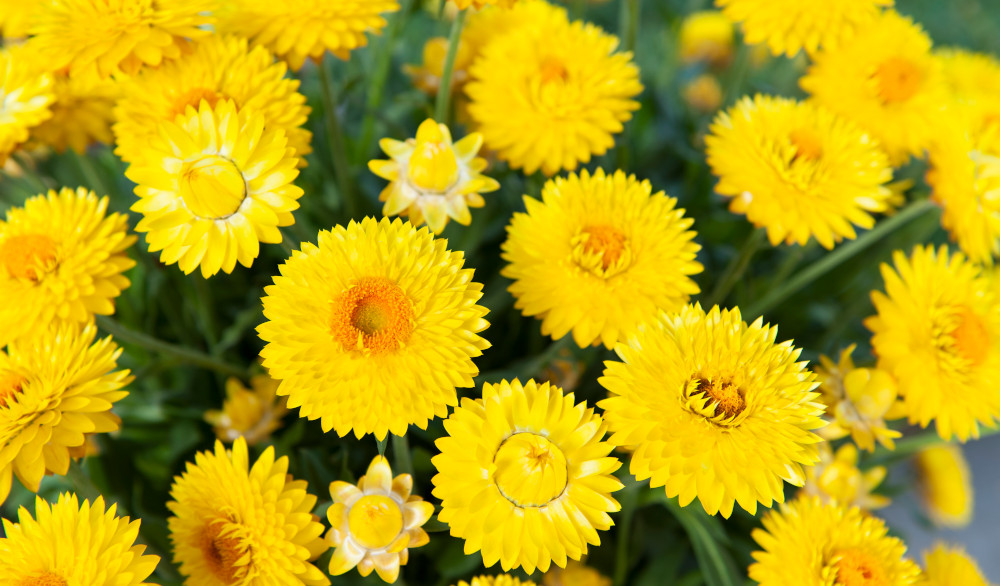 Xerochrysum