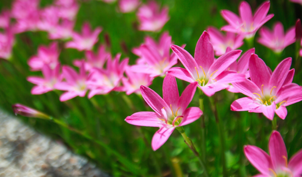 Zephyranthes