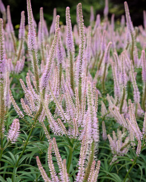 veronicastrum