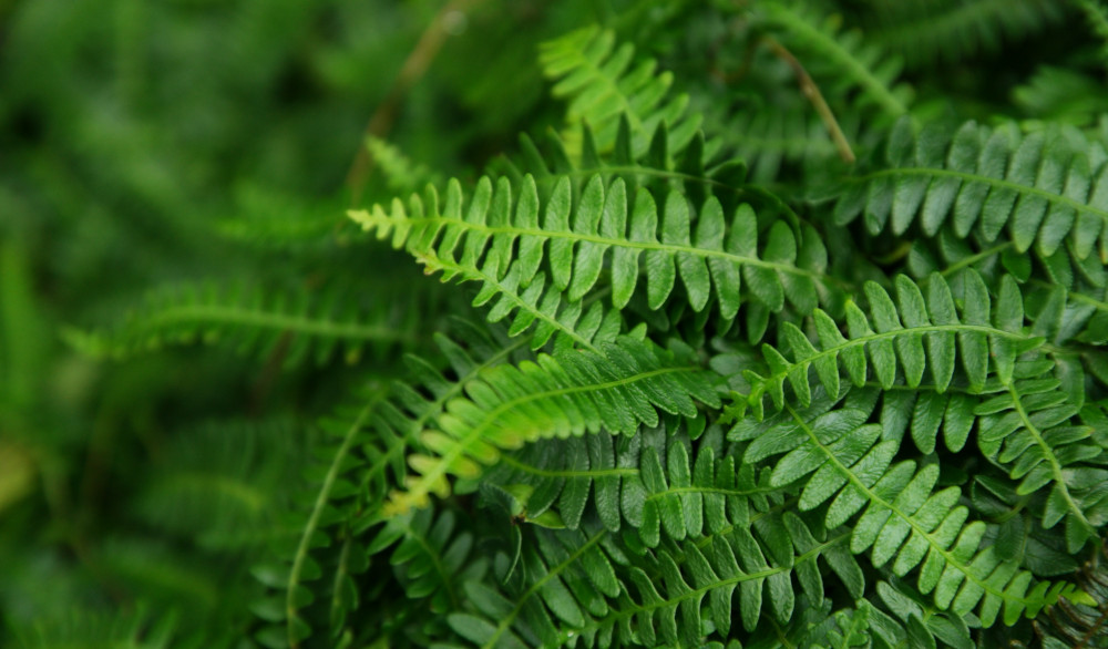 Blechnum