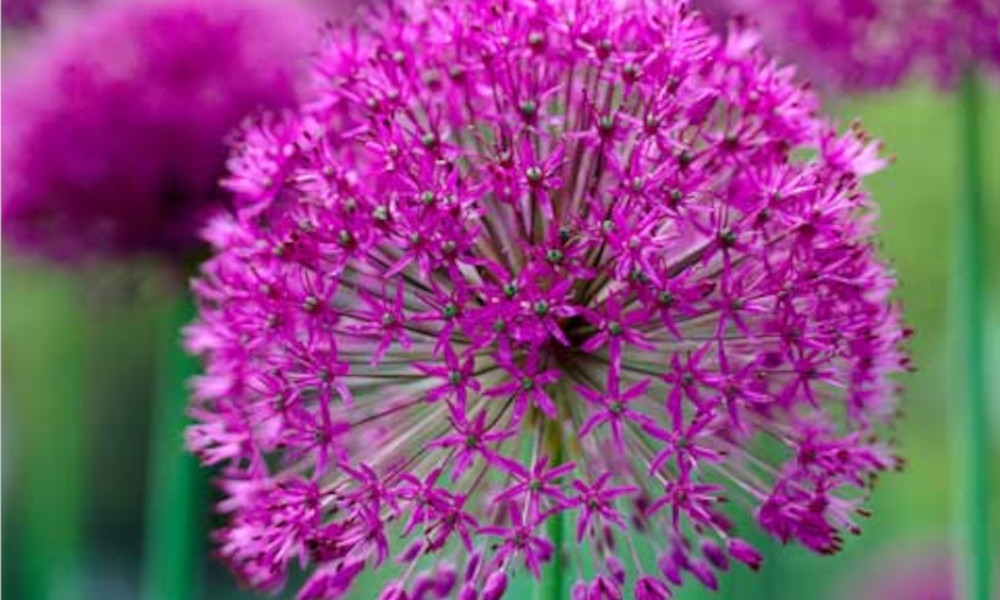 top 10 spring flowering bulbs