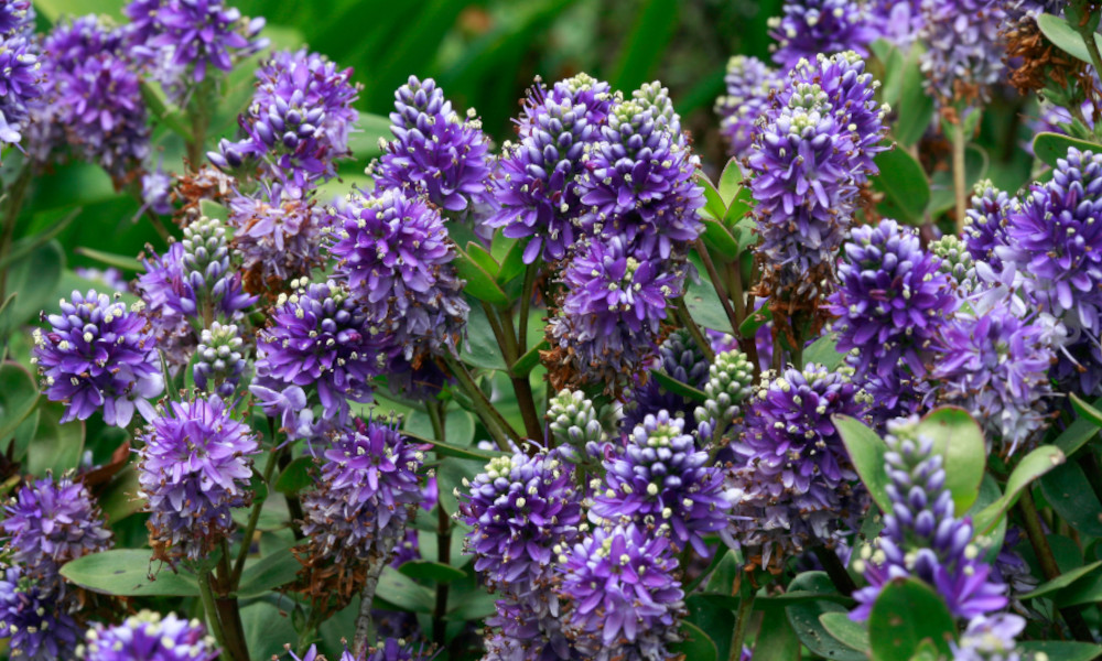 top 10 evergreen shrubs