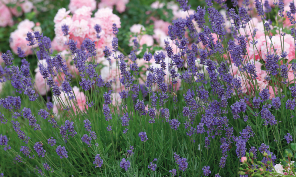 top 10 plants for fragrance