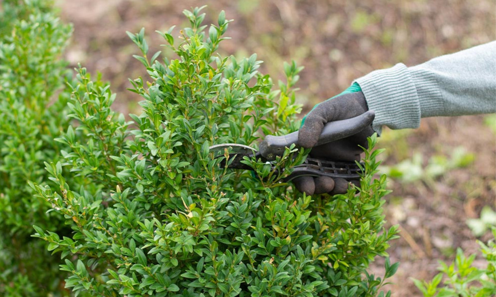 gardening jobs for January