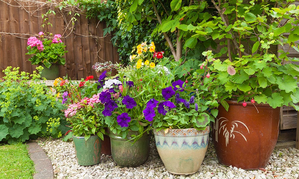 Gardening Without a Garden