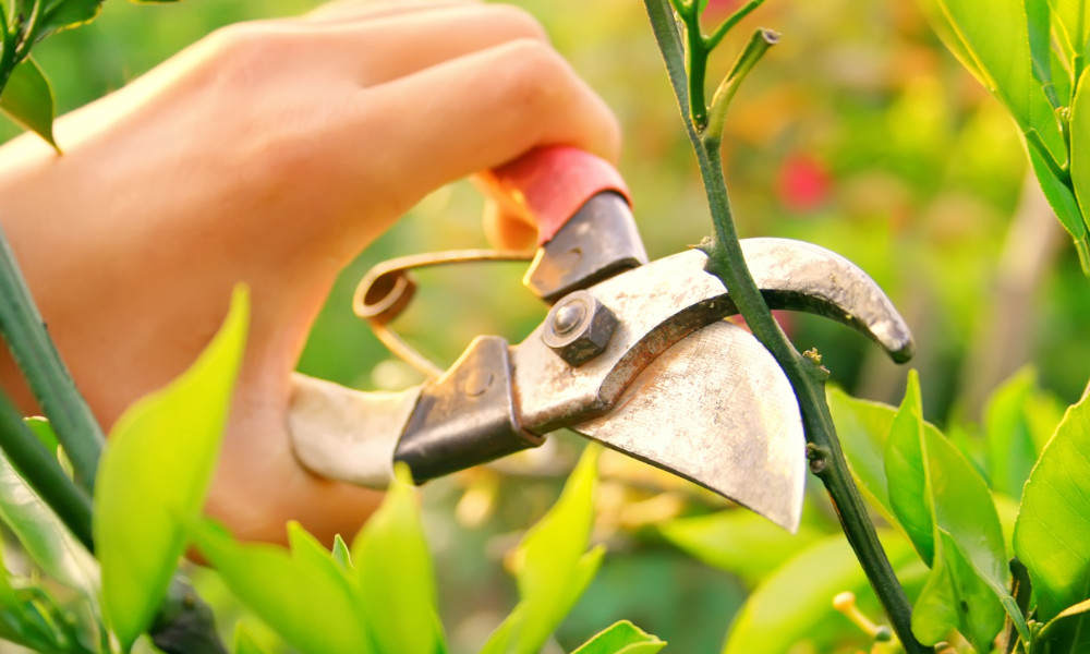 Pruning Trees and Shrubs