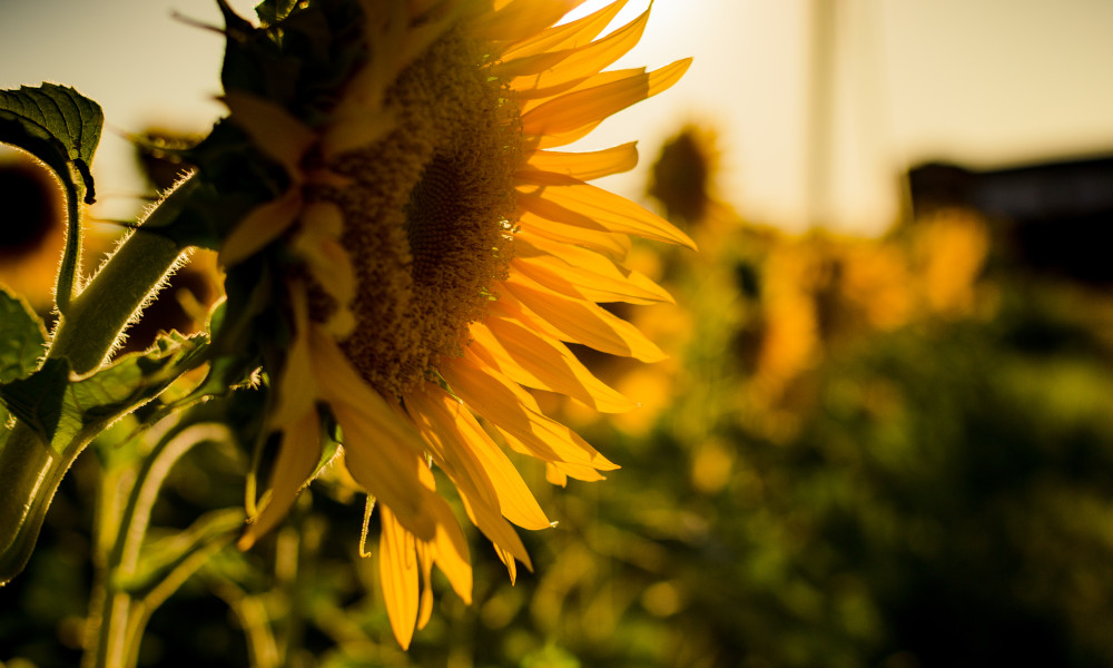 Gardening Jobs for September