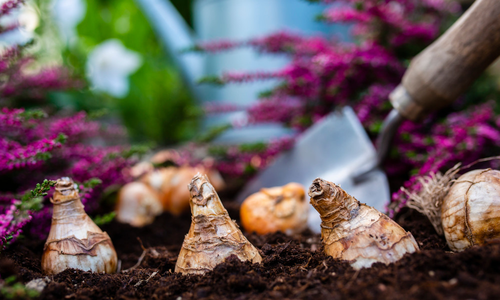 Gardening Jobs for October