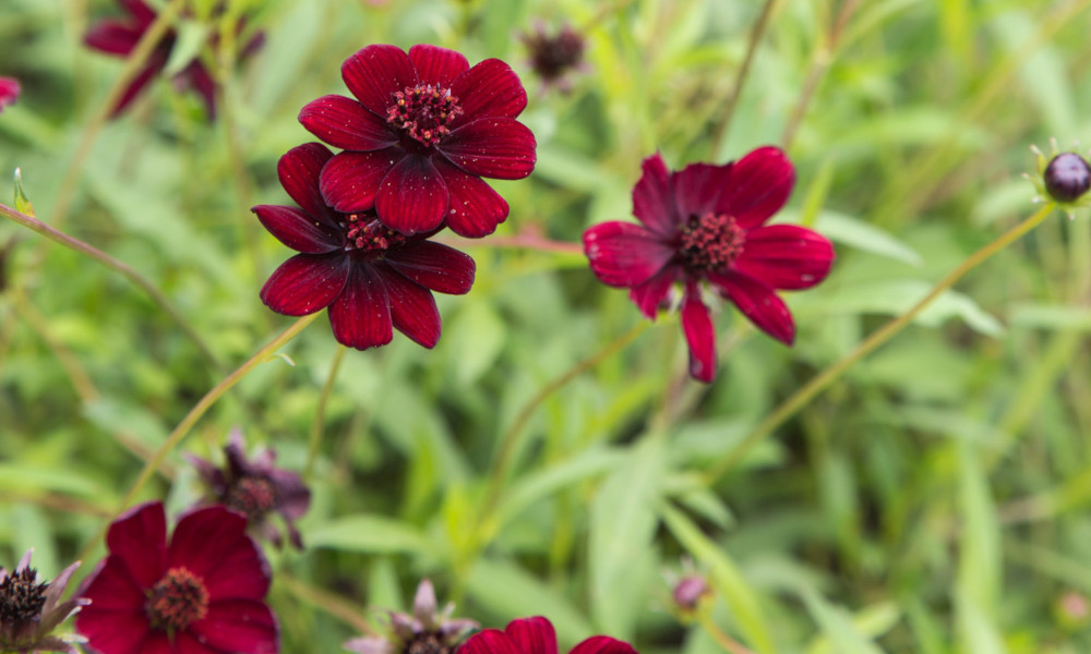 Plant Out Young Biennial Plants