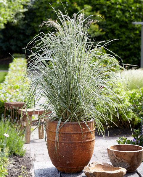 Calamagrostis x acutiflora