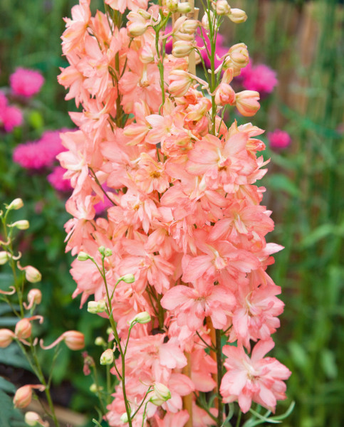 delphiniums