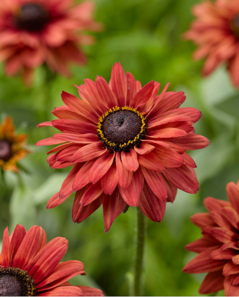 rudbeckia