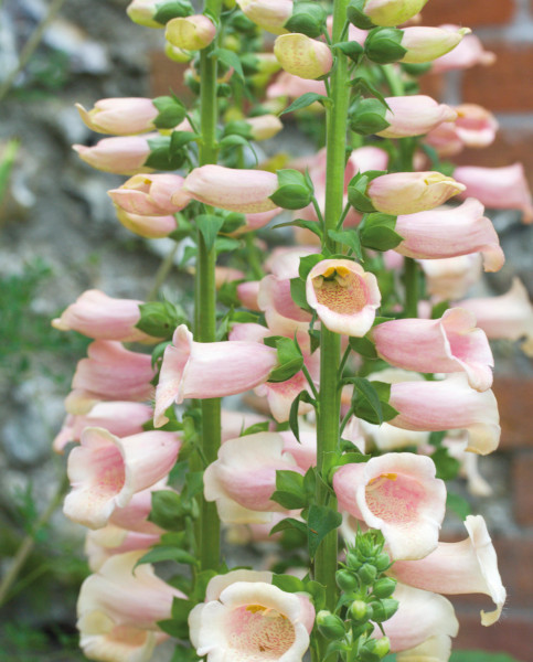digitalis