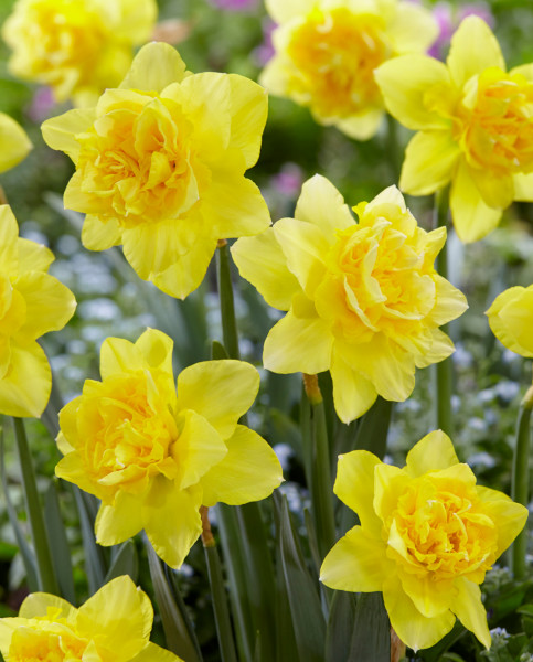 narcissus