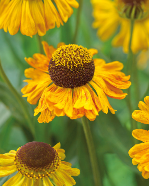 helenium carmen