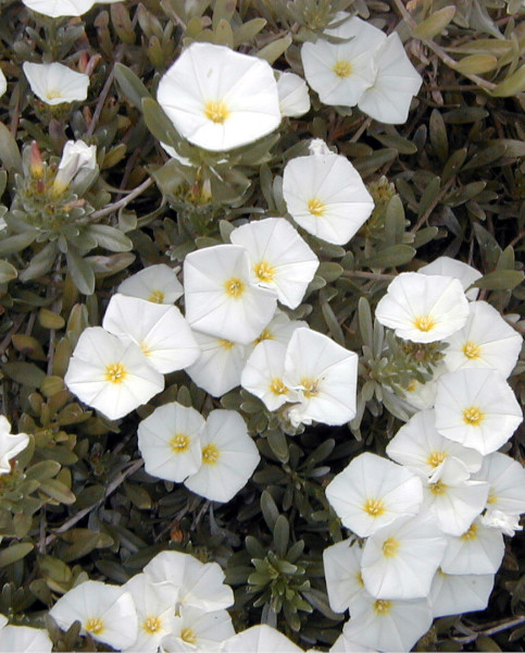 Convolvulus Cneorum