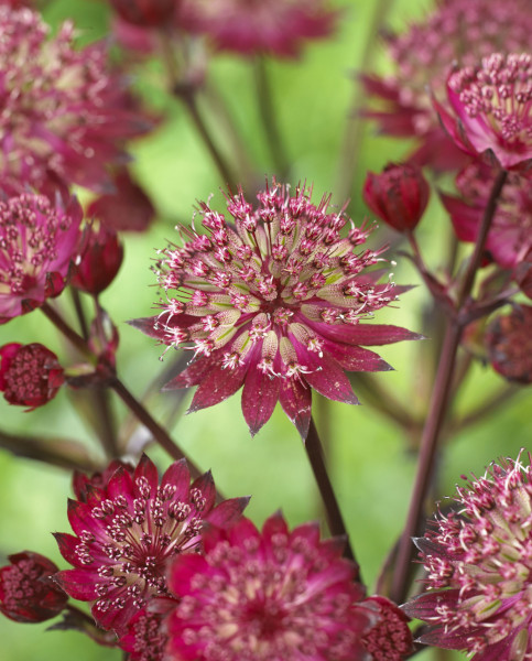 astrantia