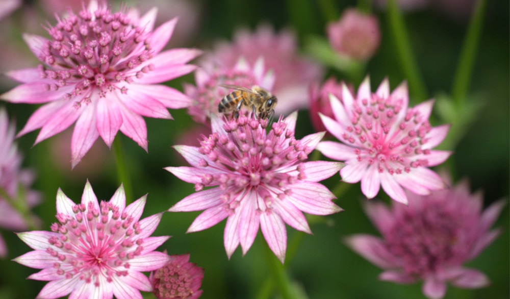 astrantia major