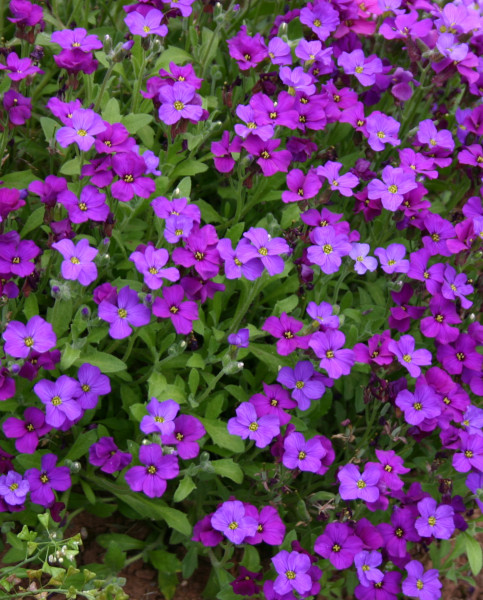 aubretia