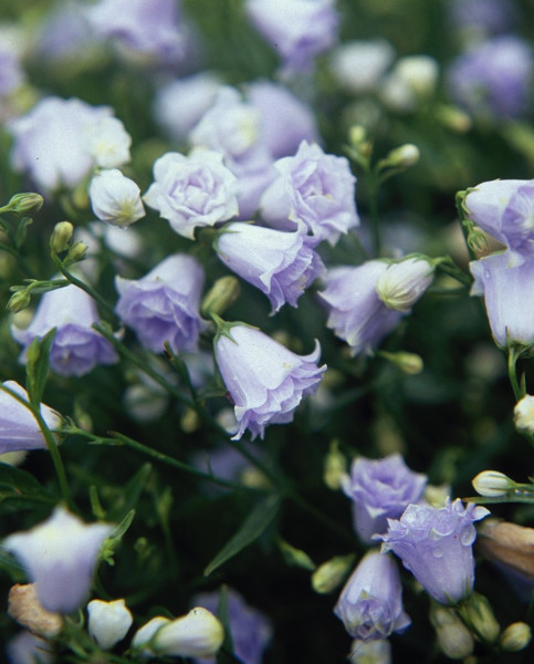 Campanula cochlearifolia