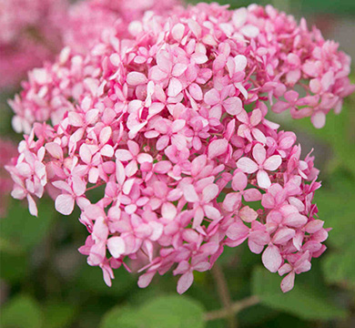 Perennial Plants