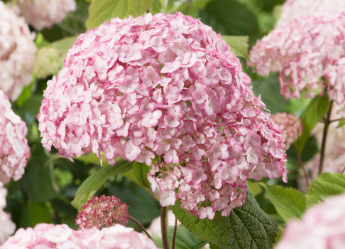 hydrangea_2