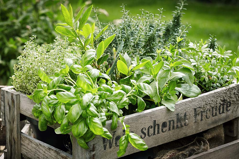 sowing herbs and replenish lavender
