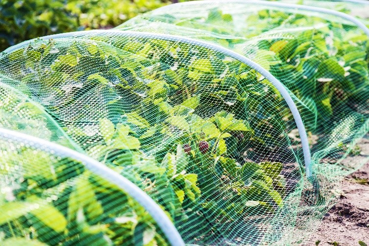 introduce fruit covers